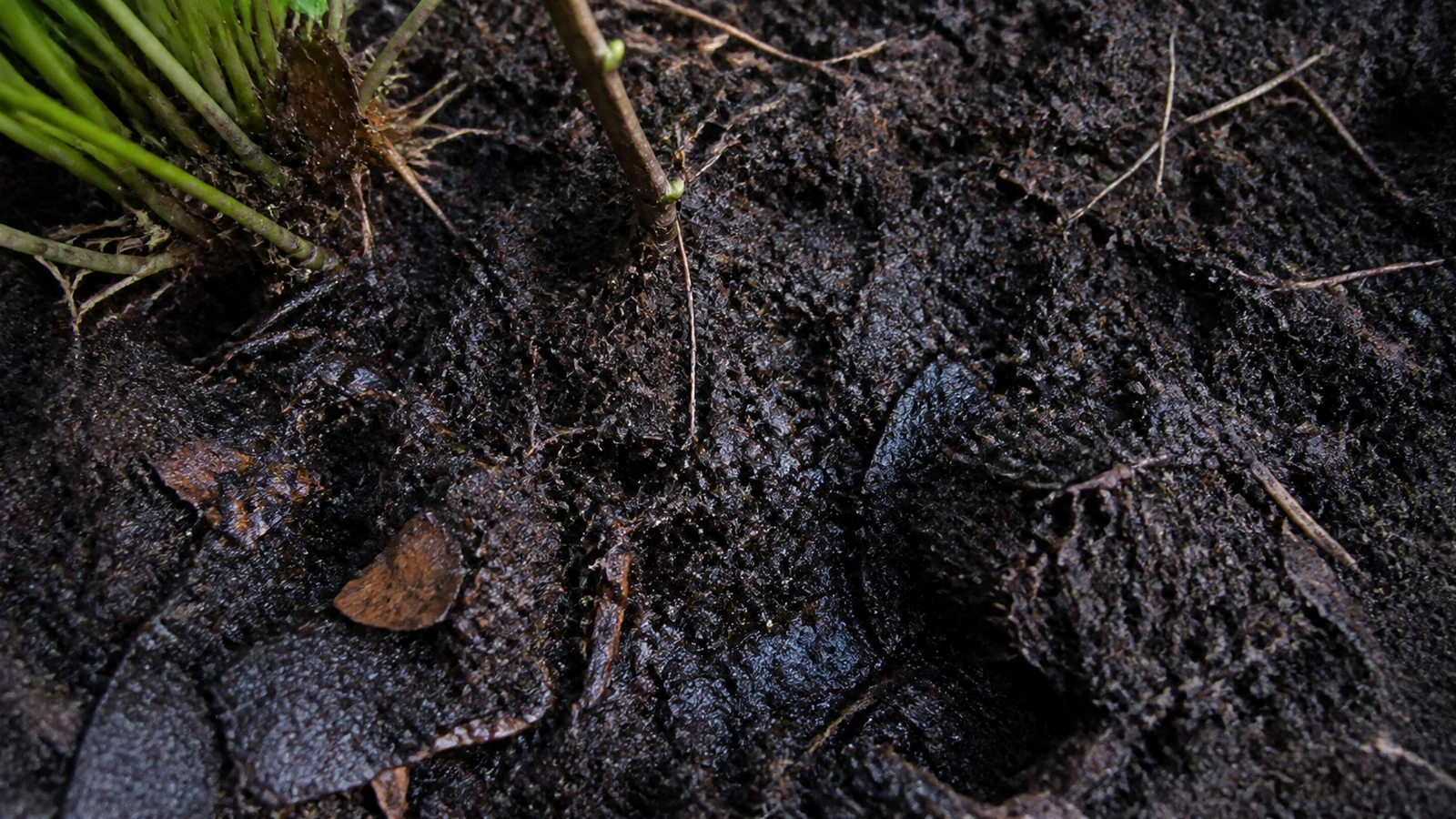 Terre de bruyère : usages, choix et erreurs à éviter — photo 1